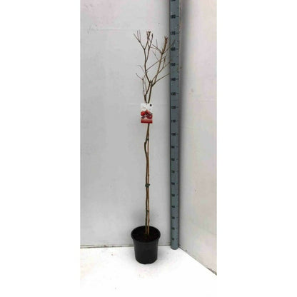  Punica Granatum Adulte (grenadier à Fruits) Rouge - Taille Pot 230l - 175/200cm - Peri 40/50