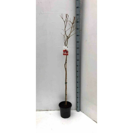  Punica Granatum Adulte (grenadier à Fruits) Rouge - Taille Pot 230l - 175/200cm - Peri 40/50