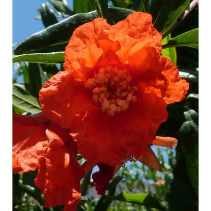 Punica Granatum Adulte (grenadier à Fruits) Rouge - Taille Pot 230l - 175/200cm - Peri 40/50