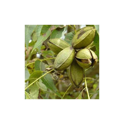  Carya Illinoinensis Adulte (noix De Pecan, Pacanier) Vert - Taille Pot De 25l - 160/180cm