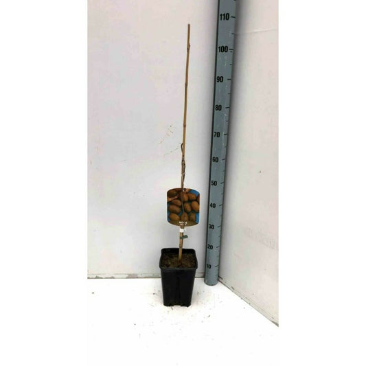  Carya Illinoinensis Adulte (noix De Pecan, Pacanier) Vert - Taille Pot De 25l - 160/180cm