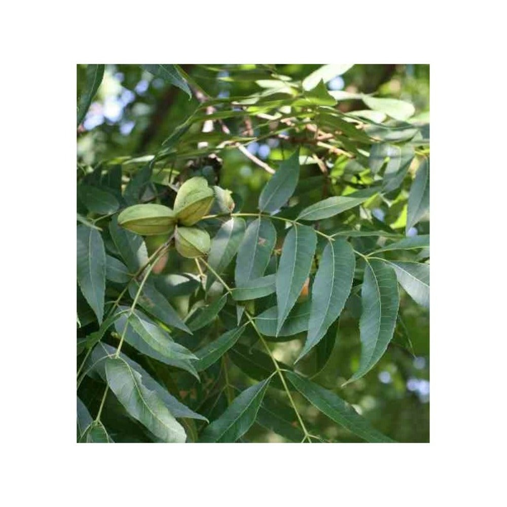  Carya Illinoinensis Adulte (noix De Pecan, Pacanier) Vert - Taille Pot De 25l - 160/180cm