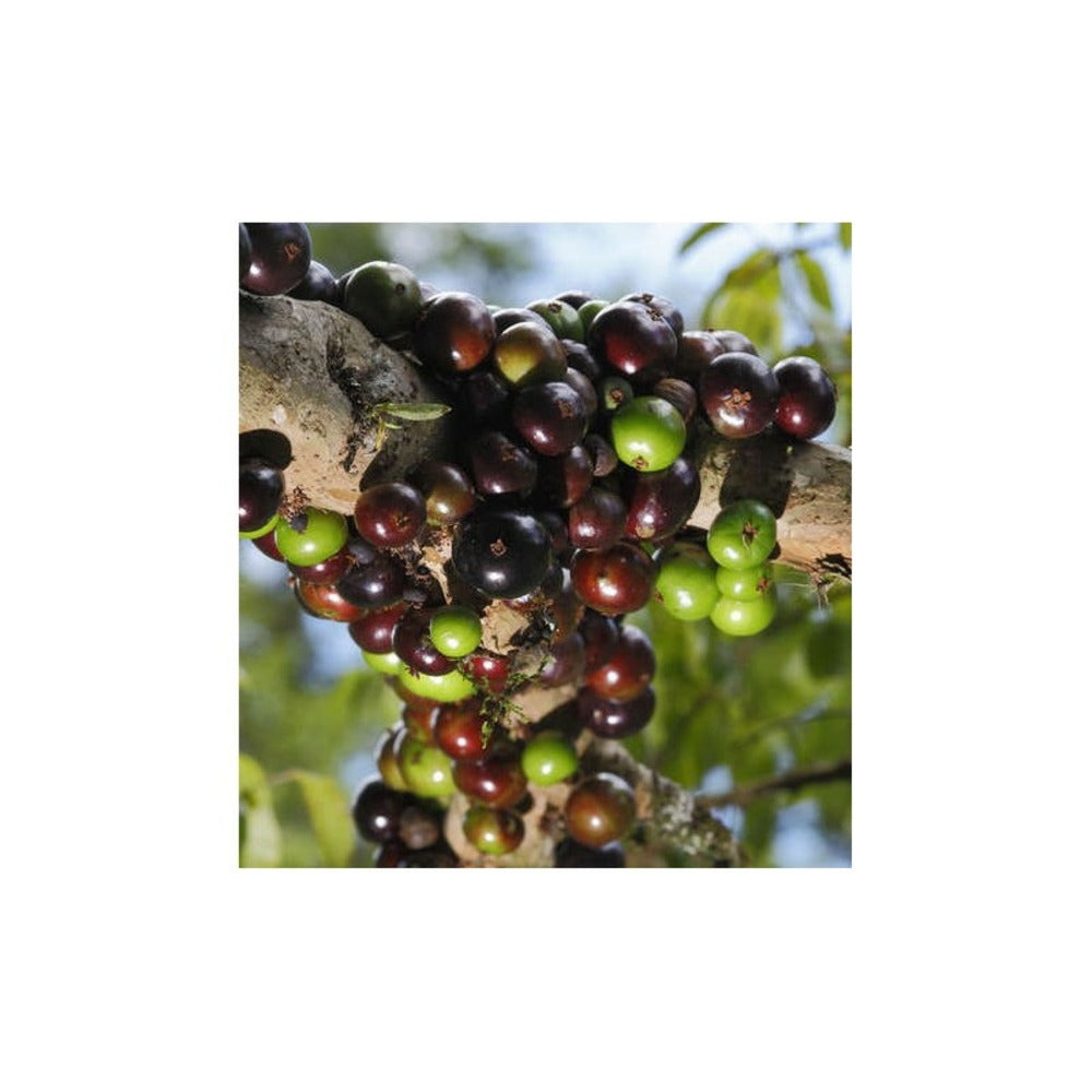  Myrciaria Cauliflora (jaboticaba, Guapuru, Vigne Brésilienne) Blanc - Taille Pot De 3 Litres - 50/60 Cm