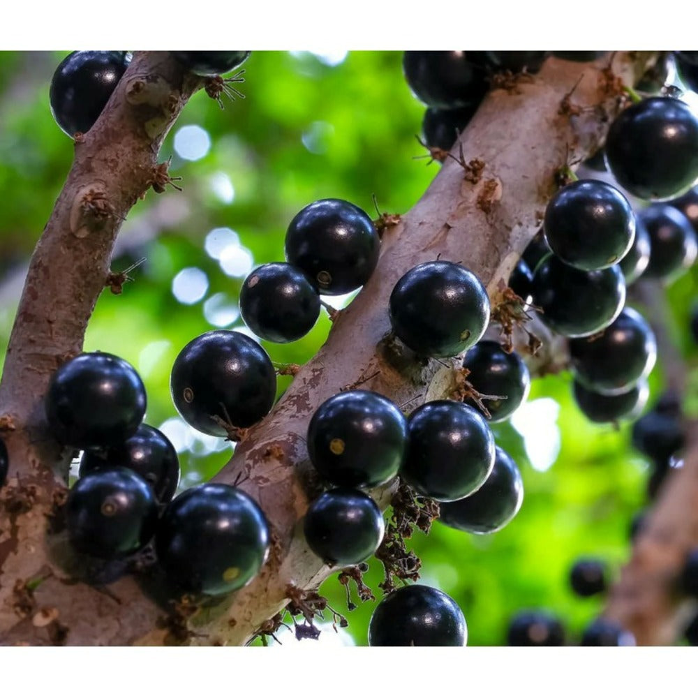  Myrciaria Cauliflora (jaboticaba, Guapuru, Vigne Brésilienne) Blanc - Taille Pot De 3 Litres - 50/60 Cm