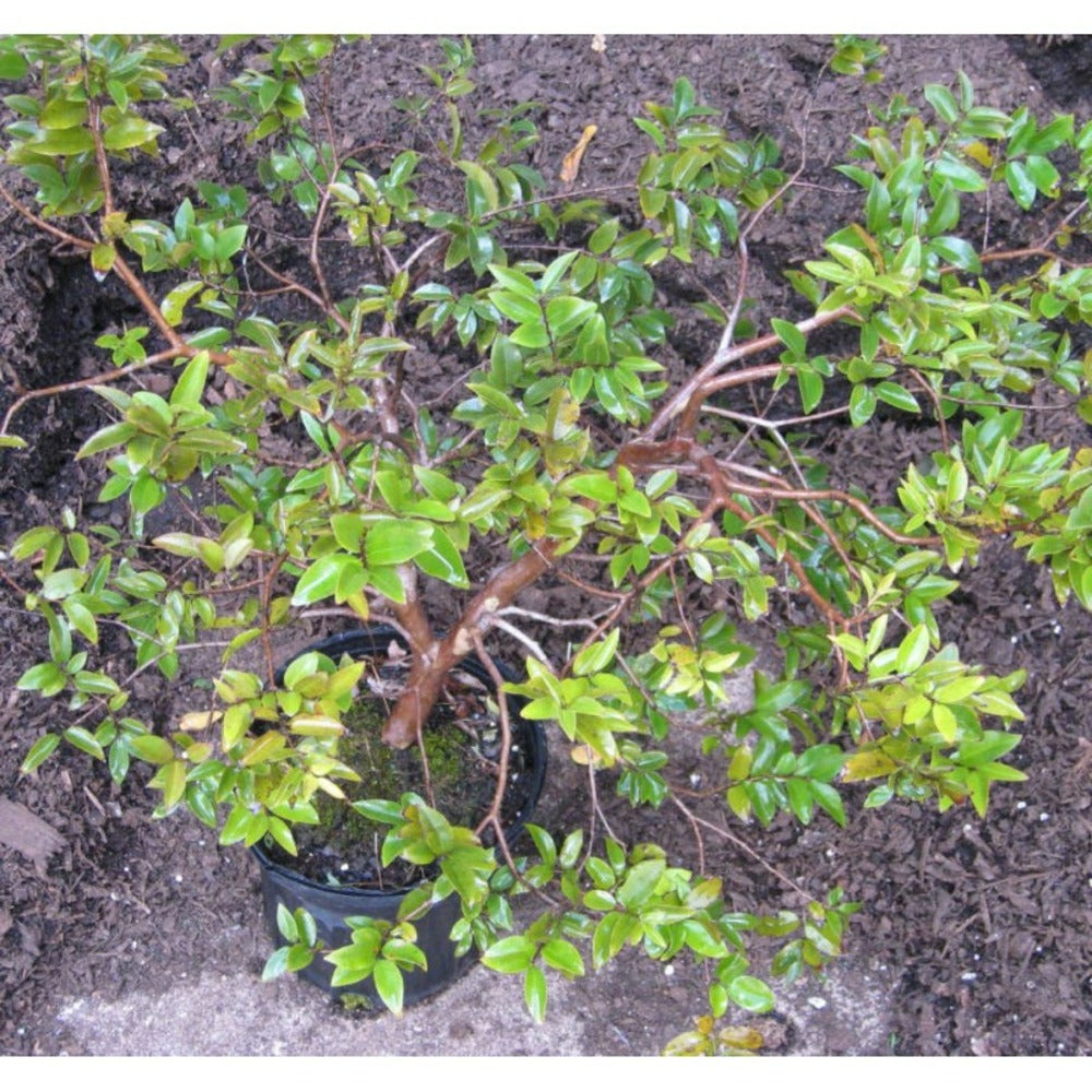  Myrciaria Cauliflora (jaboticaba, Guapuru, Vigne Brésilienne) Blanc - Taille Pot De 3 Litres - 50/60 Cm