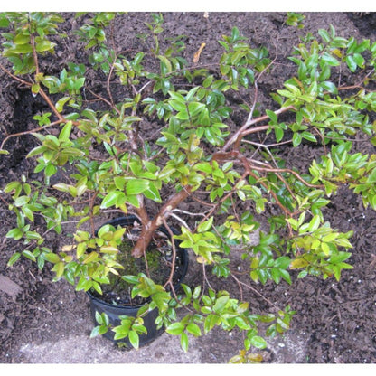  Myrciaria Cauliflora (jaboticaba, Guapuru, Vigne Brésilienne) Blanc - Taille Pot De 3 Litres - 50/60 Cm