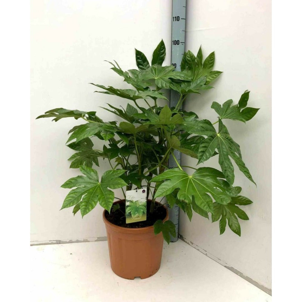  Fatsia Japonica (aralia Du Japon) Blanc - Taille Pot De 14l - 80/100 Cm