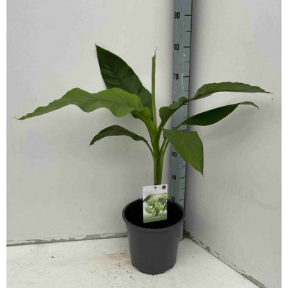  Musa Basjoo Sp. Sapporo Specimen (bananier Rustique) Jaune - Taille Pot De 50 Litres - 120/140 Cm Multi Troncs