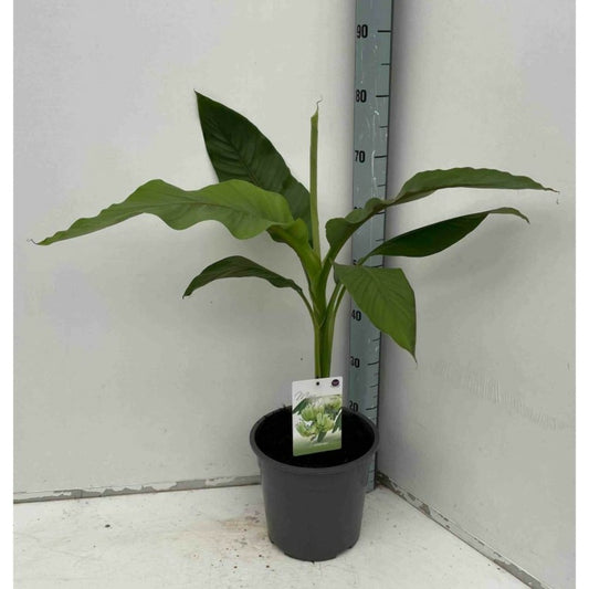  Musa Basjoo Sakhalin (bananier Rustique) Jaune - Taille Pot De 2 Litres ? 30/40 Cm