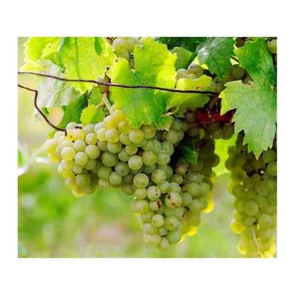  Vigne à Raisin Blanc (vitis Vinifera Himrot) Taille Pot De 2 Litres - 50/70 Cm