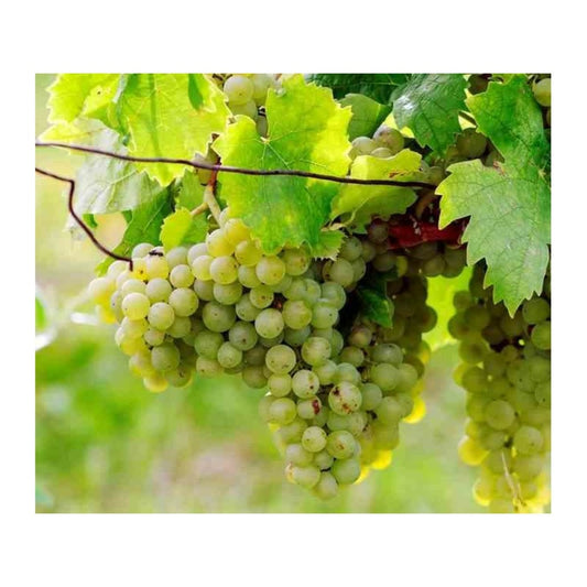  Vigne à Raisin Blanc (vitis Vinifera Himrot) Taille Pot De 2 Litres - 50/70 Cm