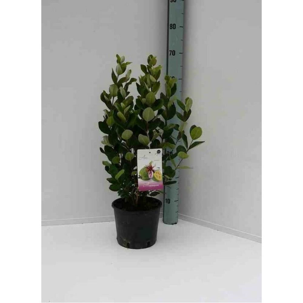  Acca Sellowiana (feijoa Ou Goyave Ananas) Rouge - Taille Pot De 7 Litres ? 100/120 Cm