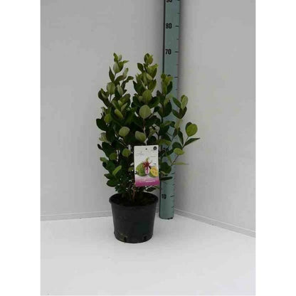  Acca Sellowiana (feijoa Ou Goyave Ananas) Rouge - Taille Pot De 7 Litres ? 100/120 Cm