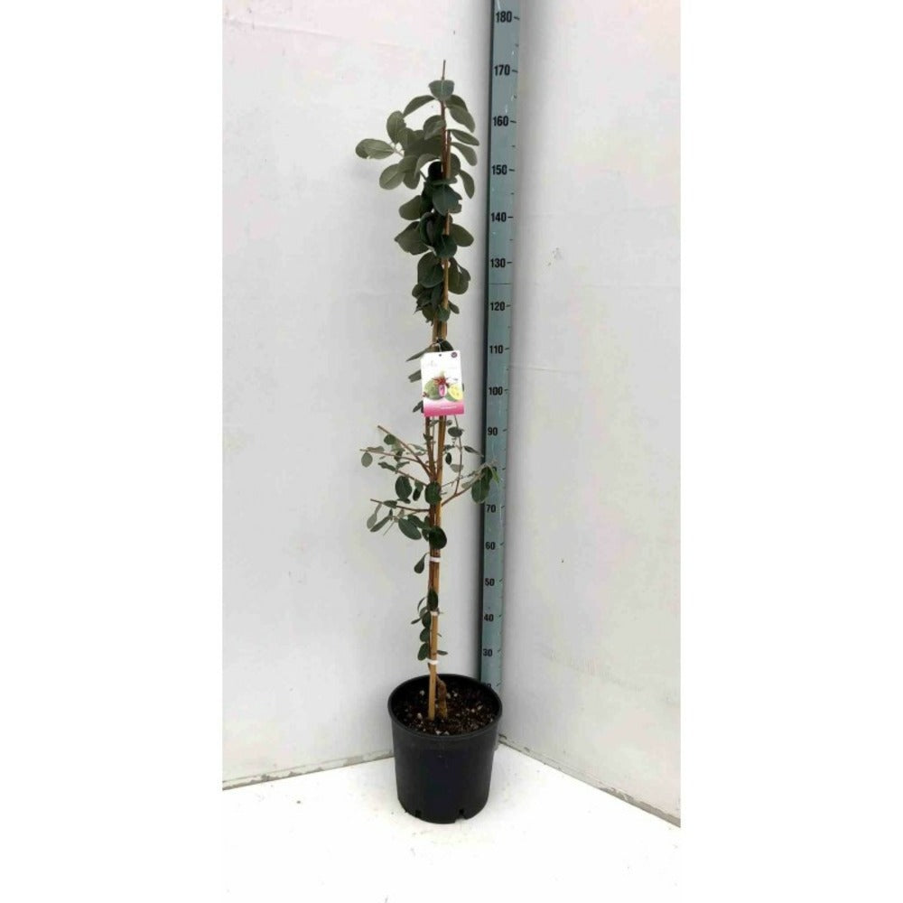  Acca Sellowiana (feijoa Ou Goyave Ananas) Rouge - Taille Pot De 7 Litres ? 100/120 Cm