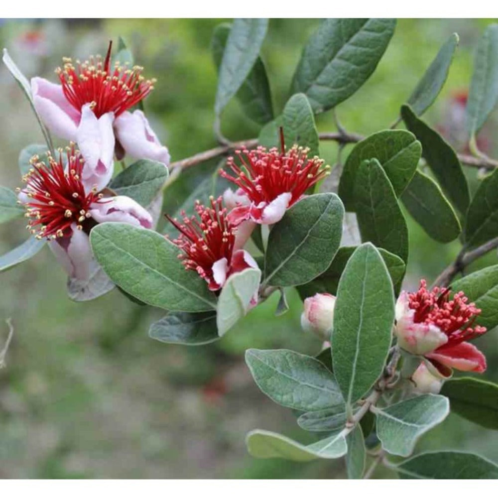  Acca Sellowiana (feijoa Ou Goyave Ananas) Rouge - Taille Pot De 7 Litres ? 100/120 Cm