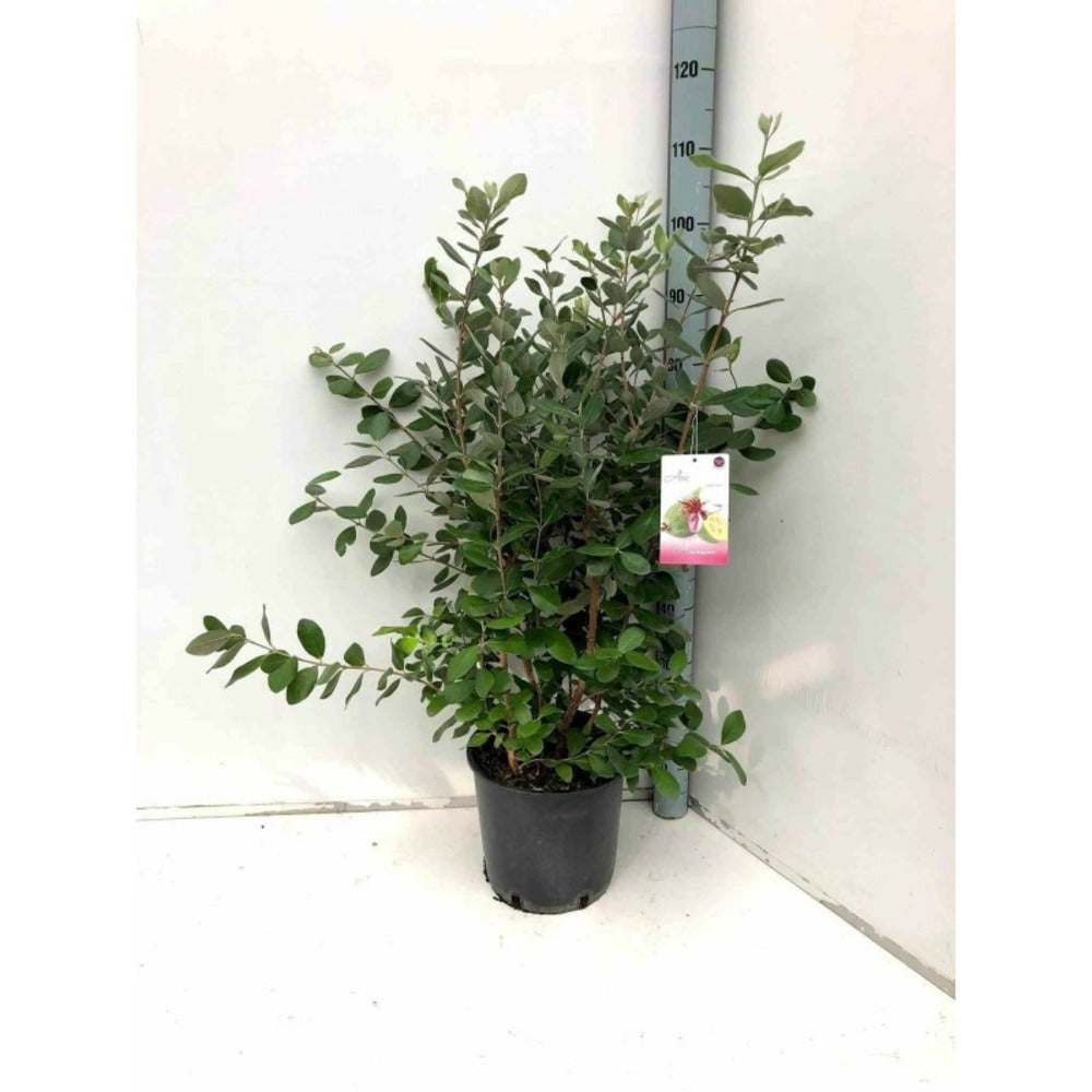  Acca Sellowiana (feijoa Ou Goyave Ananas) Rouge - Taille Pot De 7 Litres ? 100/120 Cm
