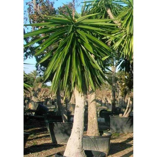  Yucca Elephantipes (yucca Pied D'éléphant) Blanc - Taille Pot De 160l - Ramifié - 180/220cm