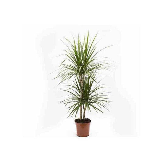  Dracaena Marginata 'green' (dragonnier) Taille Pot De 50l - 150/175cm