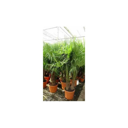  Trachycarpus Fortunei (palmier Chanvre, Palmier Moulin à Vent) 50l Stipe 120/140cm Total 200/250cm
