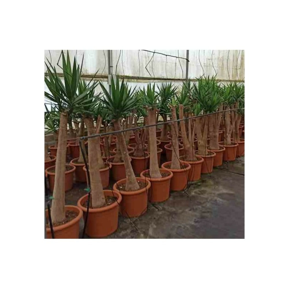  Yucca Elephantipes (yucca Pied D'éléphant) Blanc - Taille Pot De 20 Litres - 110/130 Cm