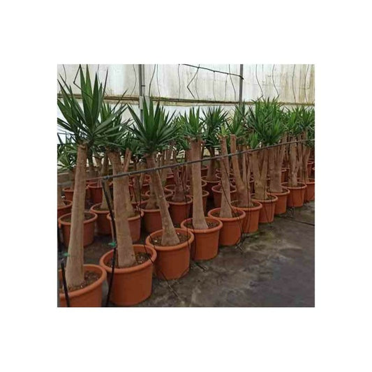  Yucca Elephantipes (yucca Pied D'éléphant) Blanc - Taille Pot De 20 Litres - 110/130 Cm
