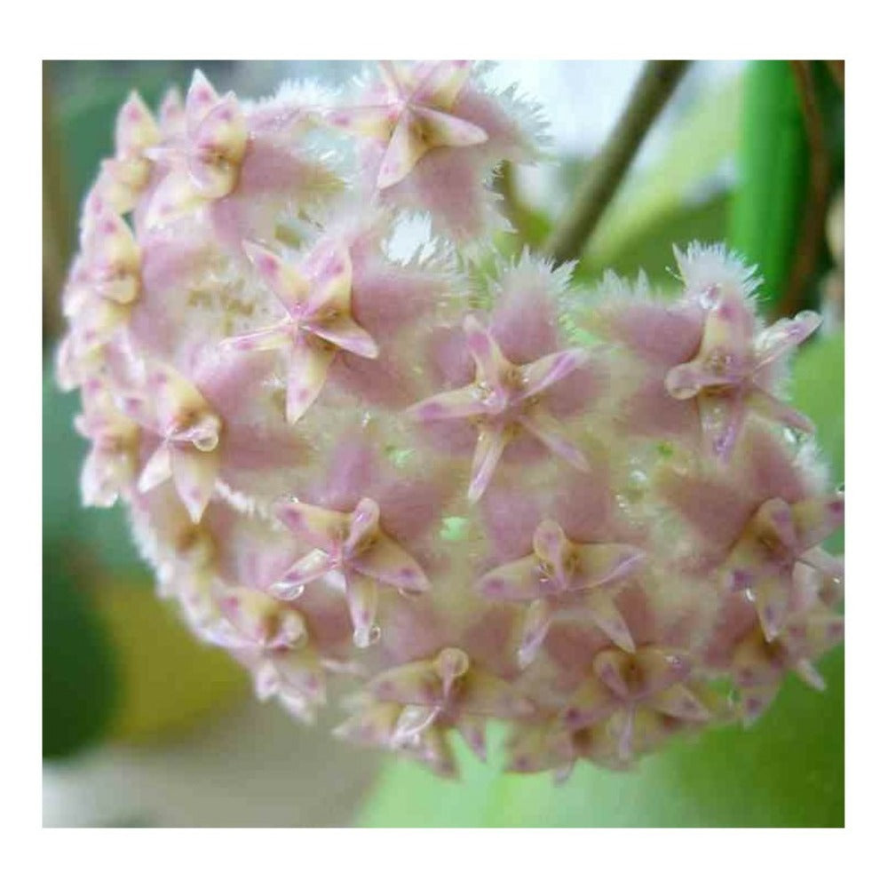  Hoya Erythrostemma Rose (fleur De Porcelaine, Fleur De Cire) Rose - Taille Pot De 2 Litres - 20/40 Cm