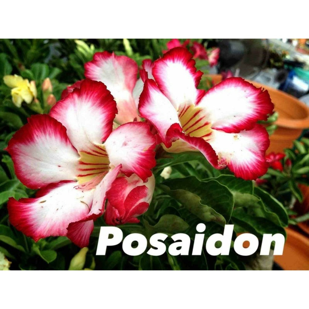  Adenium Obesum Cv.posaidon Rouge - Taille Caudex D'environ 150g