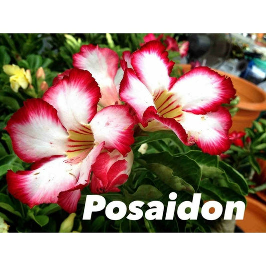  Adenium Obesum Cv.posaidon Rouge - Taille Caudex D'environ 150g