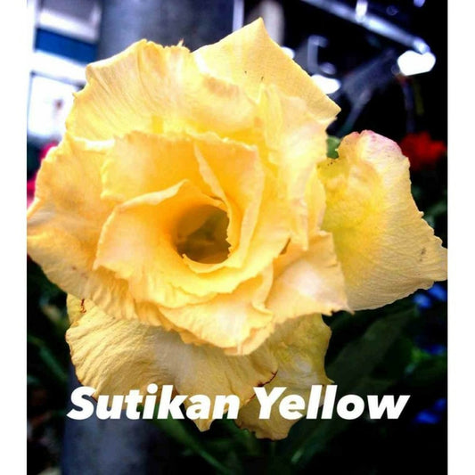  Adenium Obesum Cv.sutikarn Yellow Jaune Orange - Taille Caudex D'environ 2000g 25/30cm Très Gros Caudex