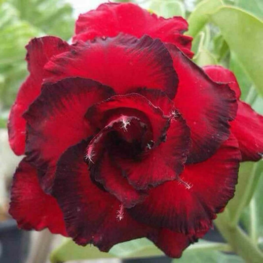  Adenium Obesum Cv.dang Hunsadee Rouge - Taille Caudex D'environ 300g 20/25cm