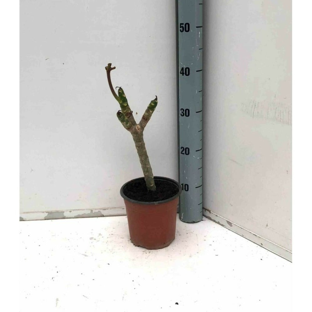  Plumeria Rubra Rose (frangipanier) Taille Pot De 3 Litres ? 40/60 Cm - Rose