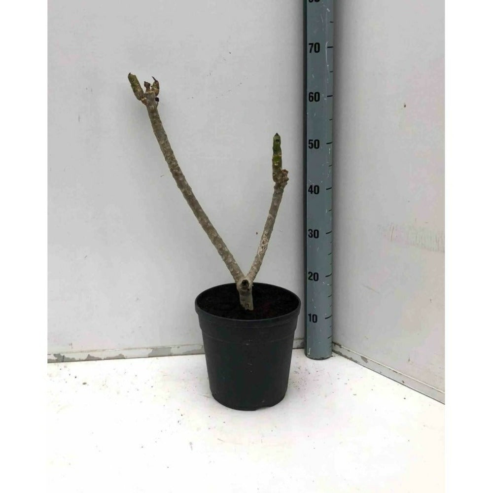  Plumeria Rubra Rose (frangipanier) Taille Pot De 3 Litres ? 40/60 Cm - Rose