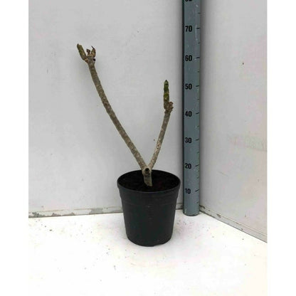  Plumeria Rubra Rose (frangipanier) Taille Pot De 3 Litres ? 40/60 Cm - Rose