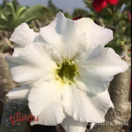  Adenium Obesum Cv. Unicorn Blanc - Taille Caudex D'environ 150g