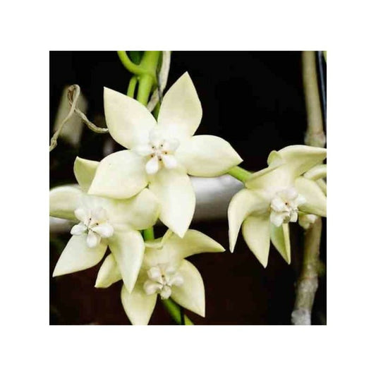 Hoya Imperialis White (fleur De Porcelaine, Fleur De Cire) Blanc - Taille Pot De 2 Litres - 20/40 Cm