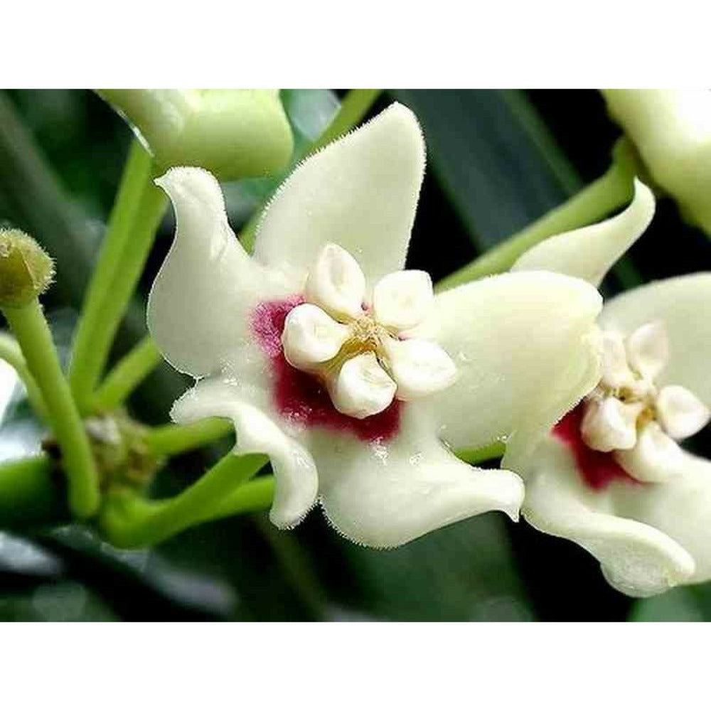  Hoya Australis (fleur De Porcelaine, Fleur De Cire) Taille Pot De 2 Litres - 20/40 Cm - Blanc Et Rose