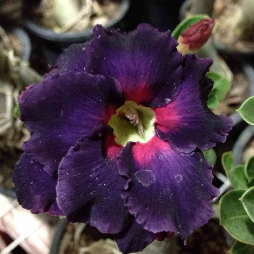  Adenium Obesum Cv.black Boader Noir - Taille Caudex D'environ 300g 20/25cm