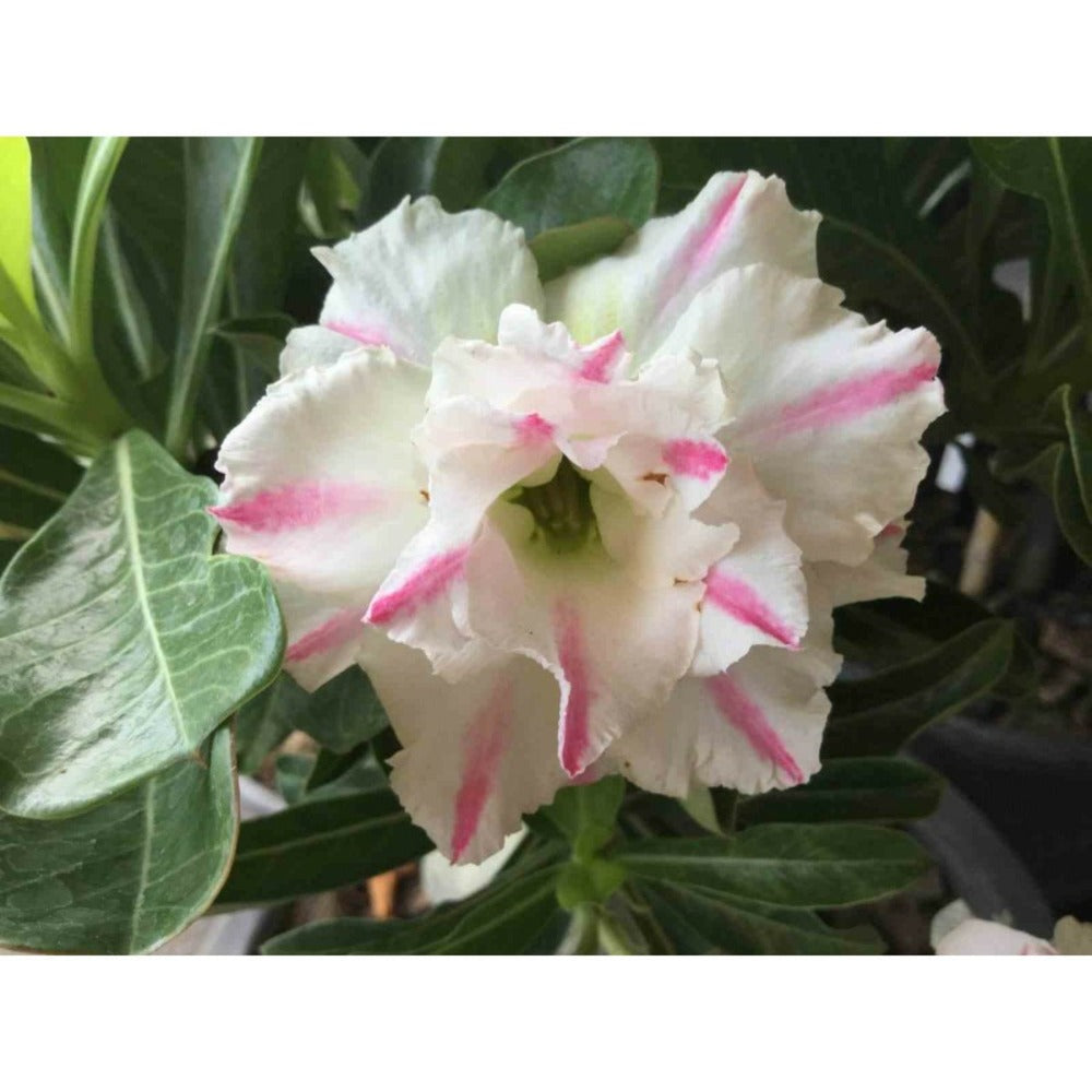  Adenium Obesum Cv. White Rabbit Blanc Et Rose - Taille Caudex D'environ 2000g 25/30cm Très Gros Caudex
