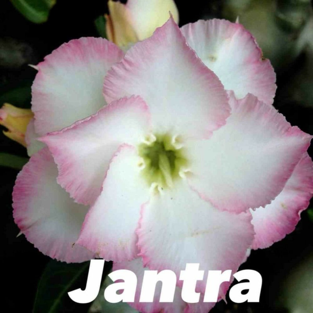  Adenium Obesum Cv.jantra Blanc Et Rose - Taille Caudex D'environ 300g 20/25cm