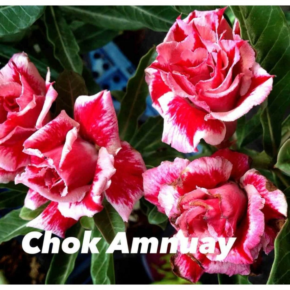  Adenium Obesum Cv.chock Amnuay Jaune Rose - Taille Caudex D'environ 300g 20/25cm