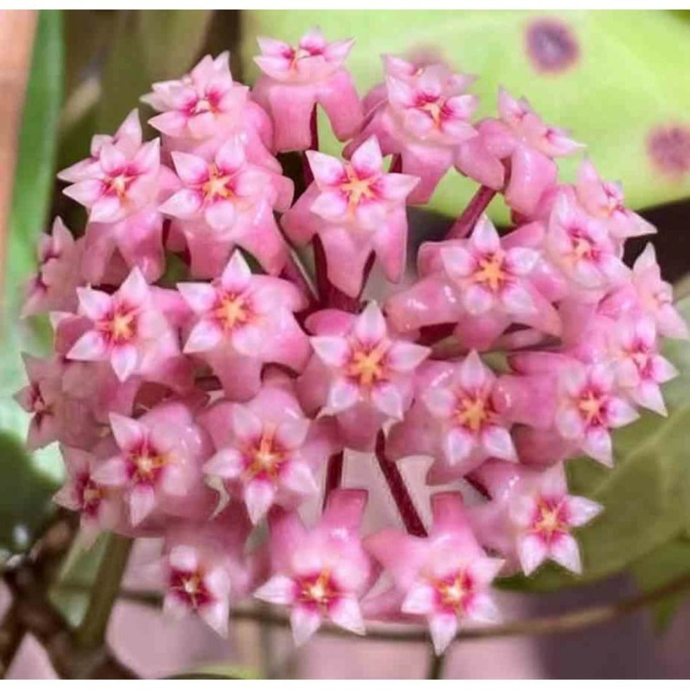  Hoya Parasitica (fleur De Porcelaine, Fleur De Cire) Rose - Taille Pot De 2 Litres - 20/40 Cm