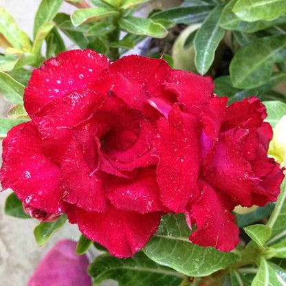  Adenium Obesum Cv. Vietnam Red Rouge - Taille Caudex D'environ 150g