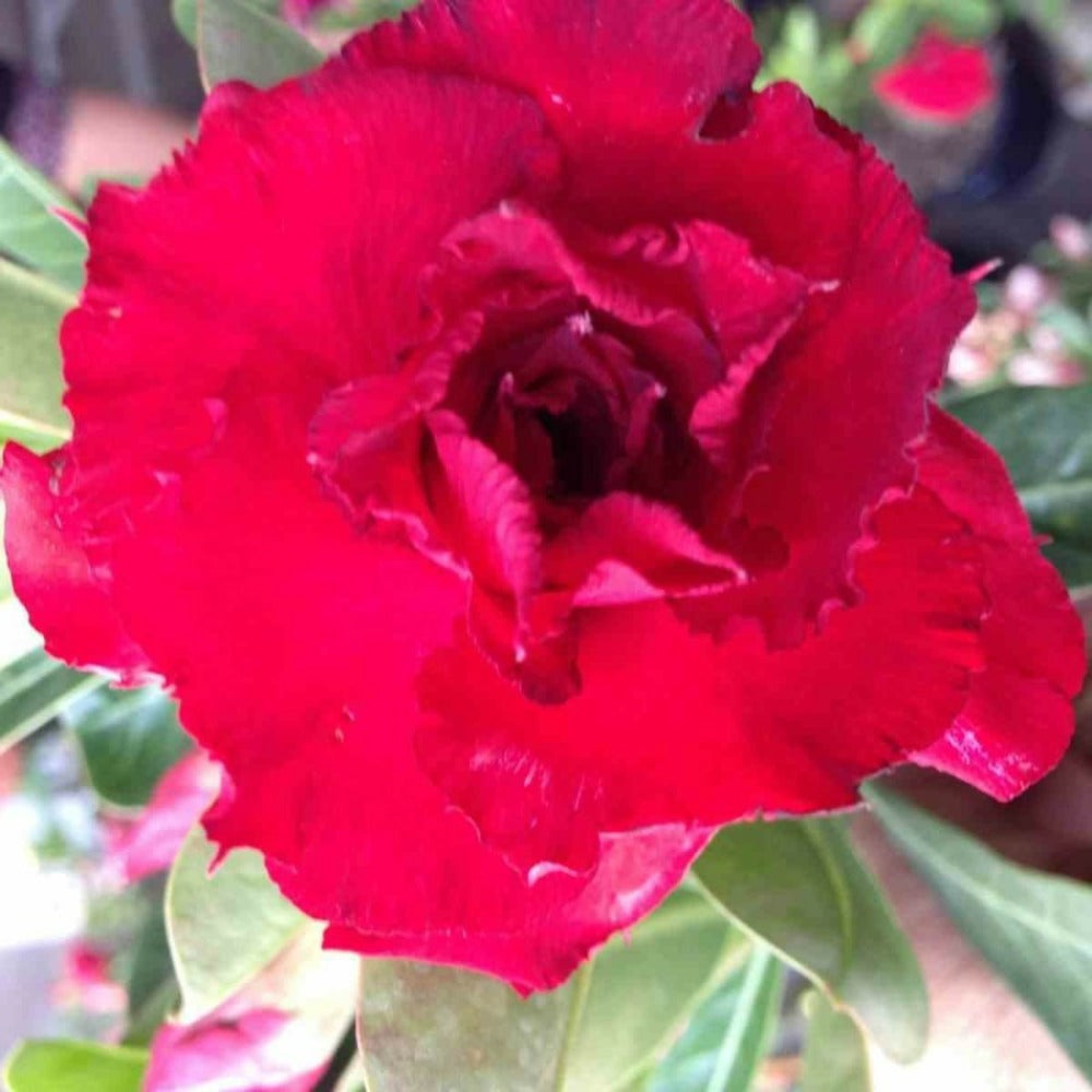  Adenium Obesum Cv. Vietnam Red Rouge - Taille Caudex D'environ 150g