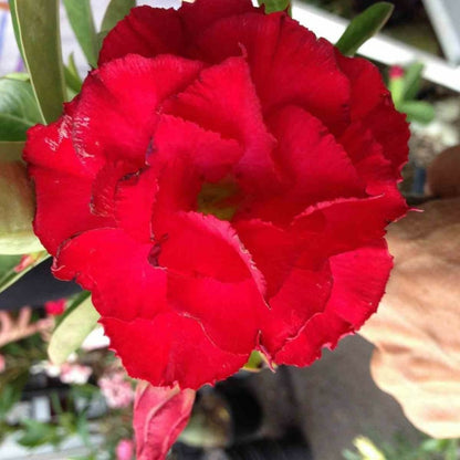 Adenium Obesum Cv. Vietnam Red Rouge - Taille Caudex D'environ 150g