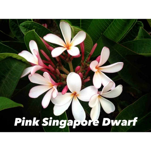 Plumeria Rubra "pink Singapore Dwarf" (frangipanier) Blanc - Taille Pot De 2 Litres ? 20/30 Cm