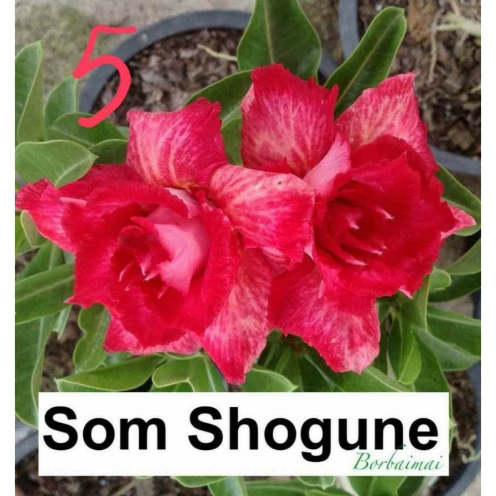  Adenium Obesum Cv.som Shogune Rouge - Taille Caudex D'environ 2000g 25/30cm Très Gros Caudex
