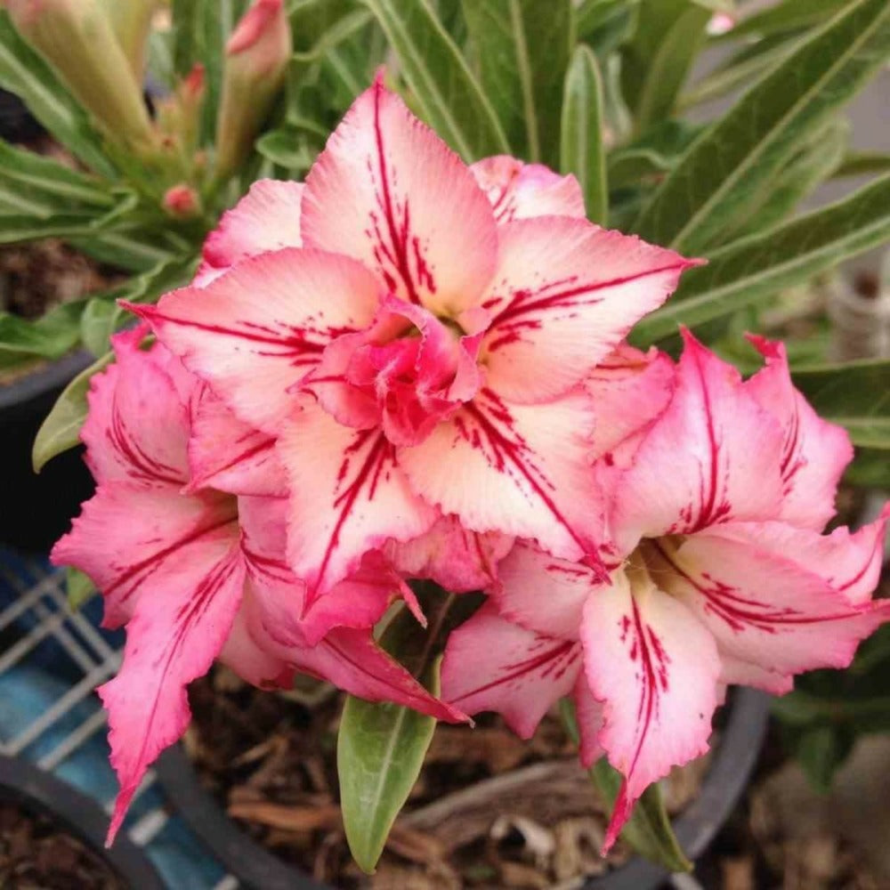  Adenium Obesum Cv.arrow Rose - Taille Caudex D'environ 2000g 25/30cm Très Gros Caudex
