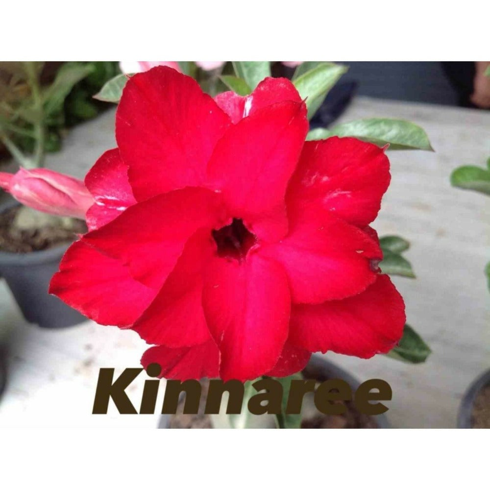  Adenium Obesum Cv.kinnaree Rouge - Taille Caudex D'environ 2000g 25/30cm Très Gros Caudex