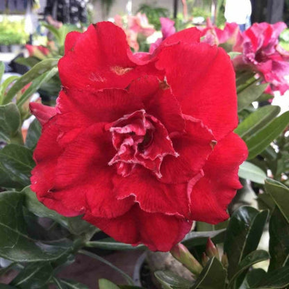  Adenium Obesum Cv.nakarad Red Rouge - Taille Caudex D'environ 300g 20/25cm