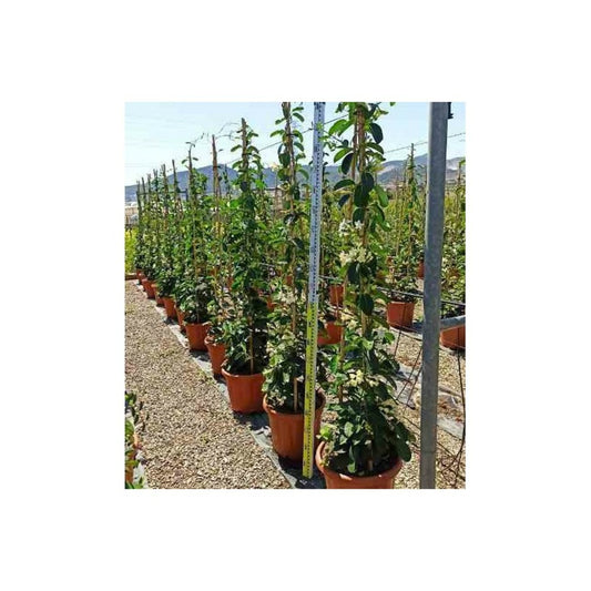  Stephanotis Floribunda (jasmin De Madagascar) Taille Pot De 2 Litres ? 40/60 Cm